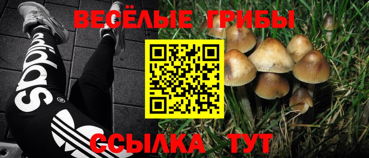 Псилоцибиновые грибы Psilocybine cubensis Казань